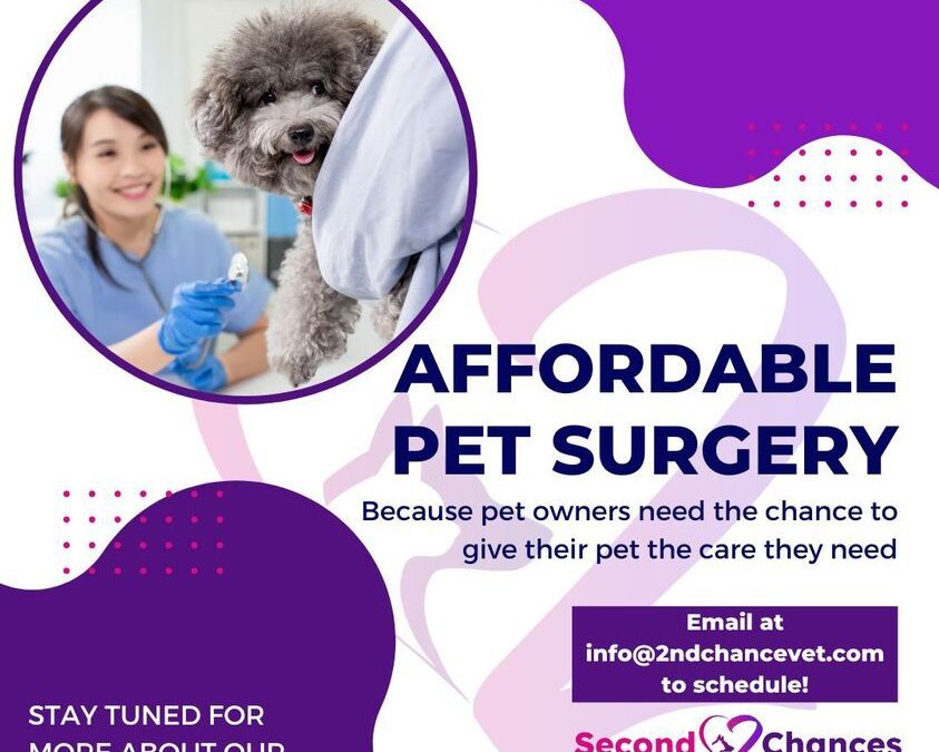 Affordable pet surgery image