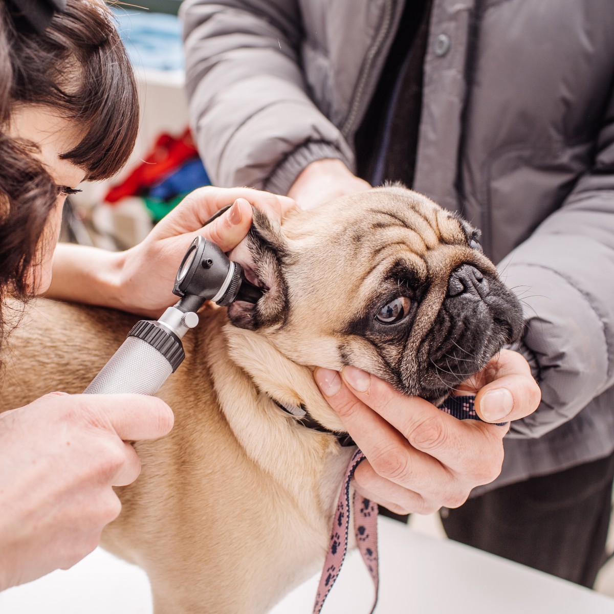 Pet HWT/HWP In Wheat Ridge, CO 80033 Second Chances Veterinary Care